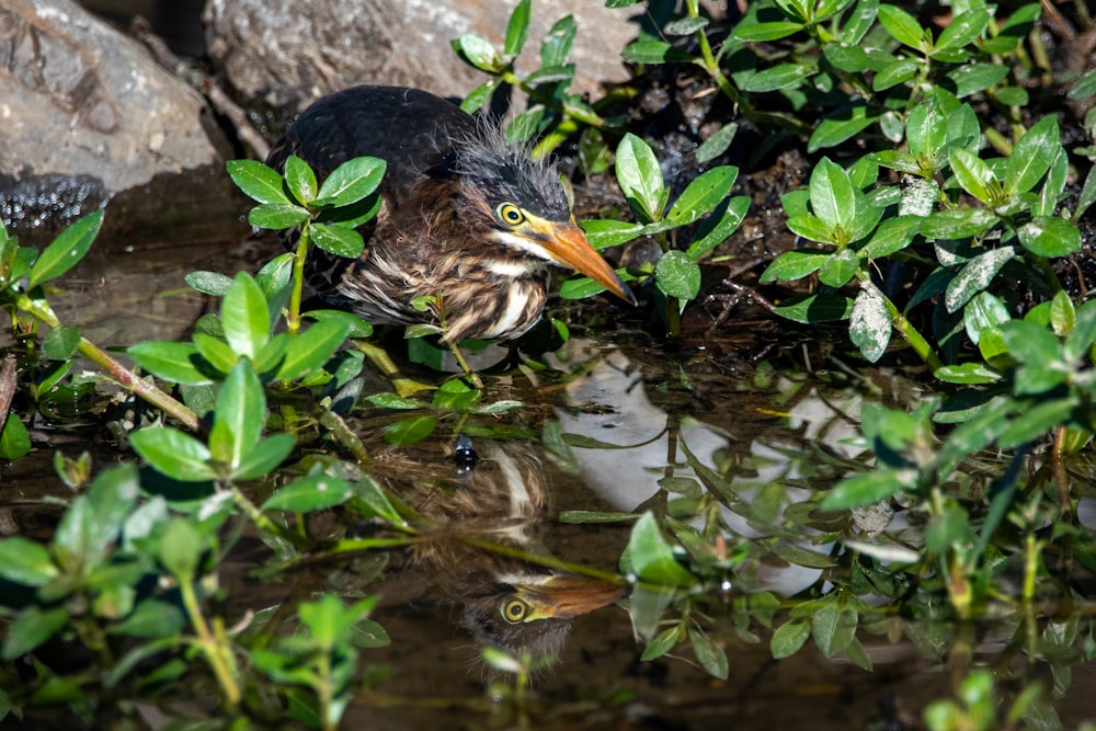 black and brown bird on water