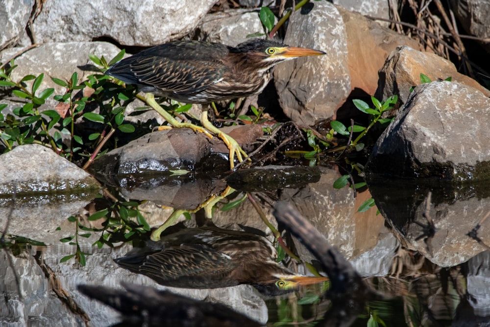 brown and black bird on gray rock