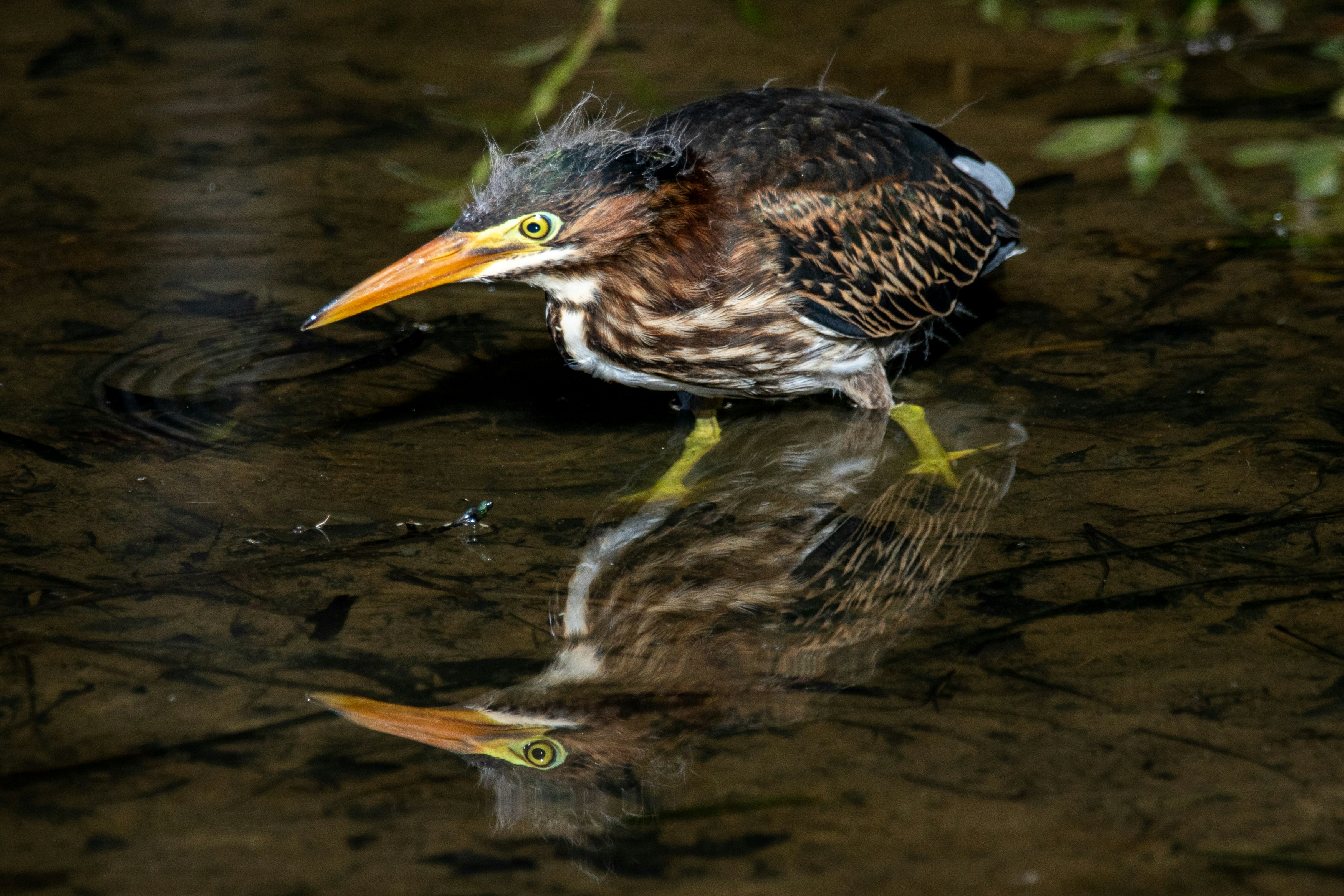 A green heron fledgling stalks its prey.