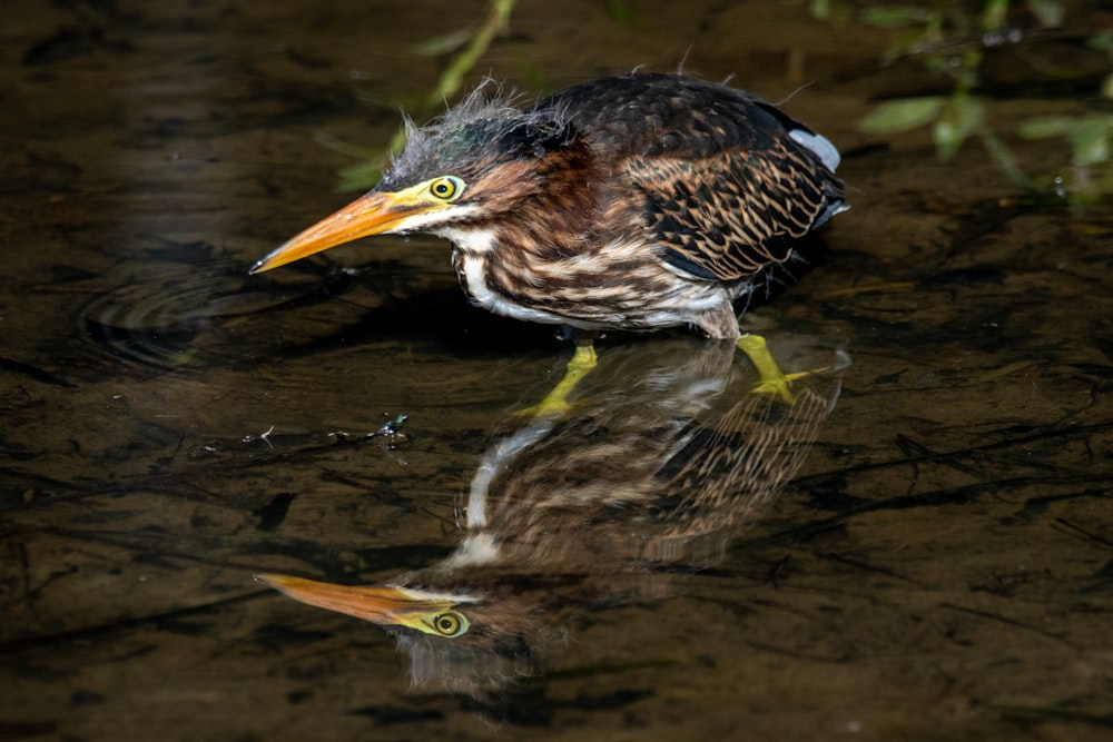 brown and black bird on body of water