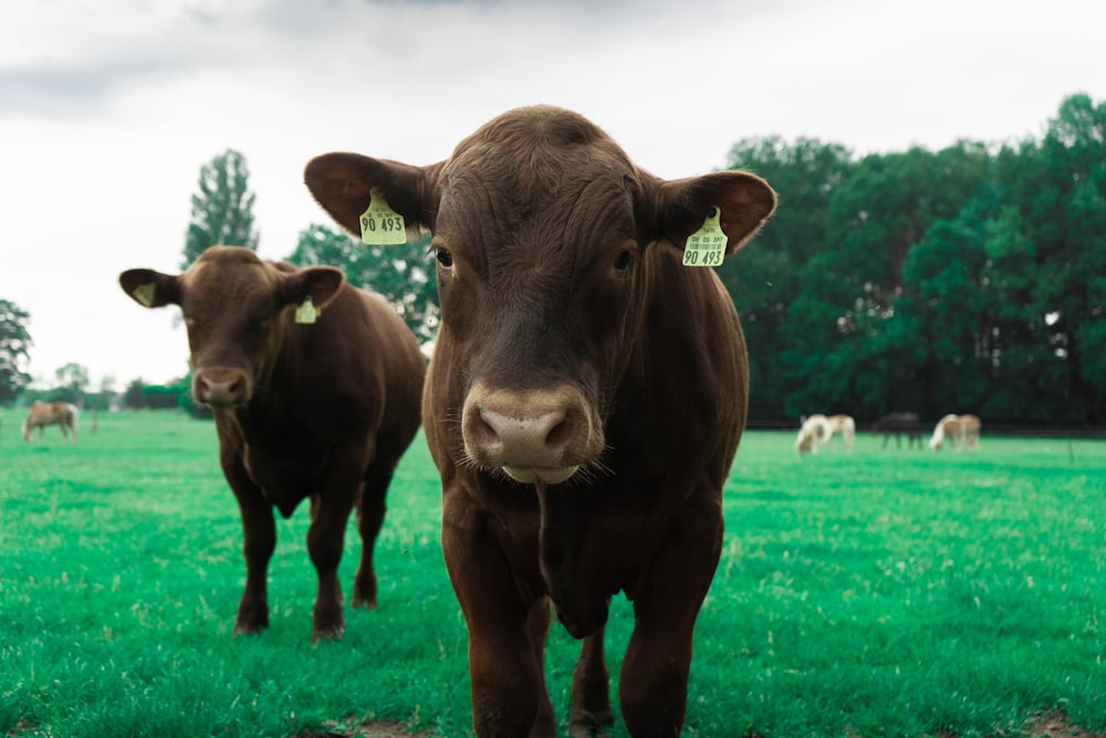 brown cow on green grass field during daytime