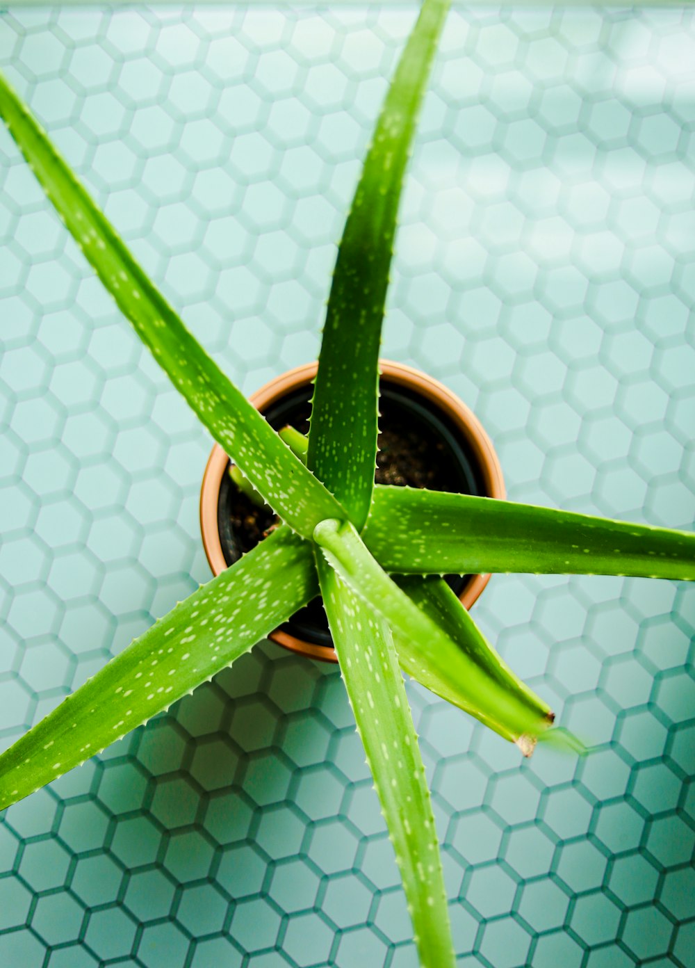 green and brown plant pot