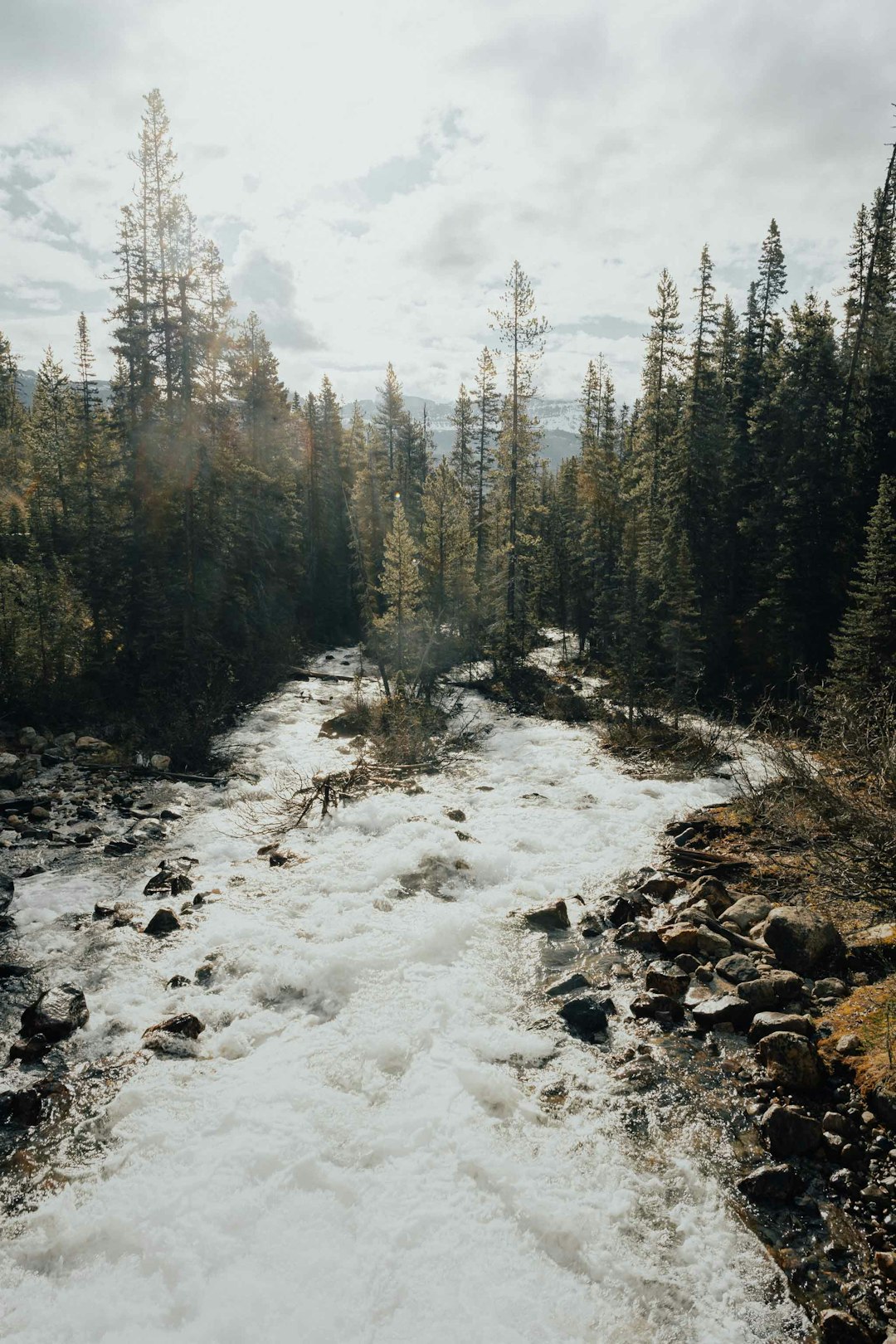 Forest photo spot Moraine Lake Improvement District No. 9