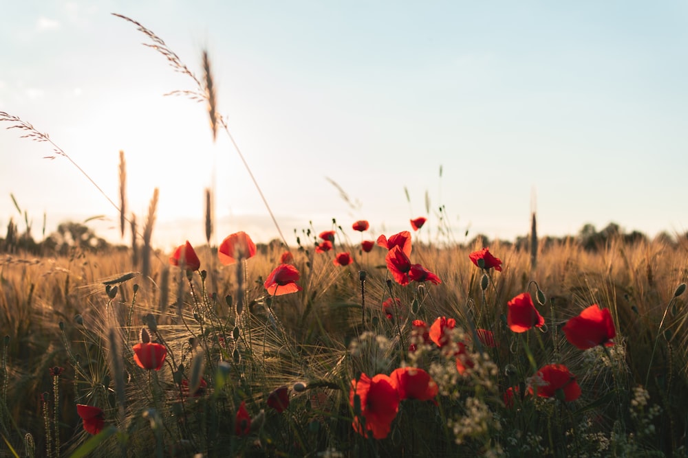 flores rojas en un campo de hierba verde durante el día