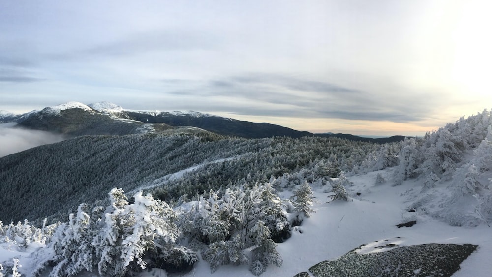 snow covered trees and mountains during daytime