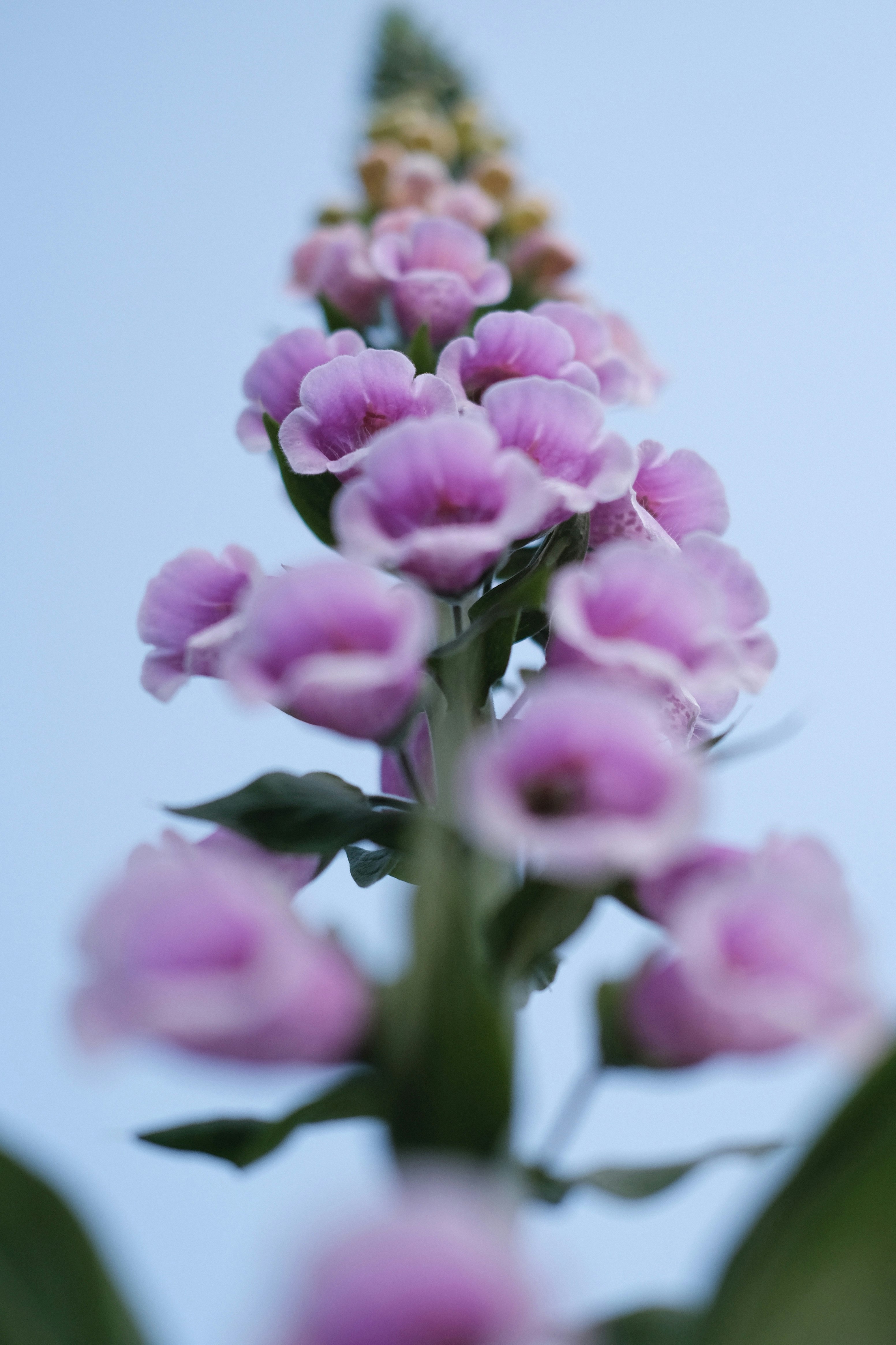 purple and white flower in close up photography