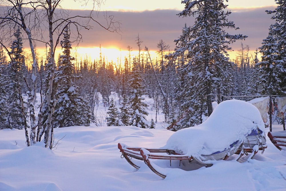 snow covered trees during sunset