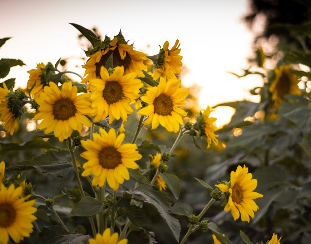 yellow flowers in tilt shift lens