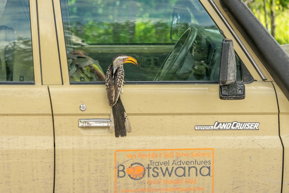 black and white bird on car window during daytime