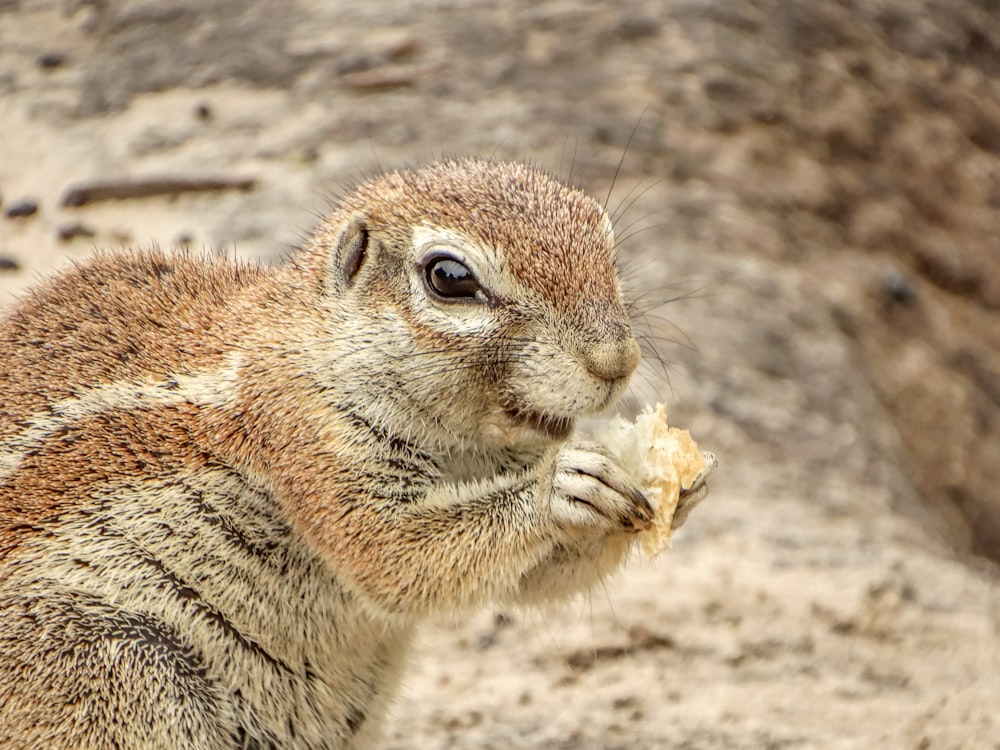 brown and white squirrel on brown sand during daytime