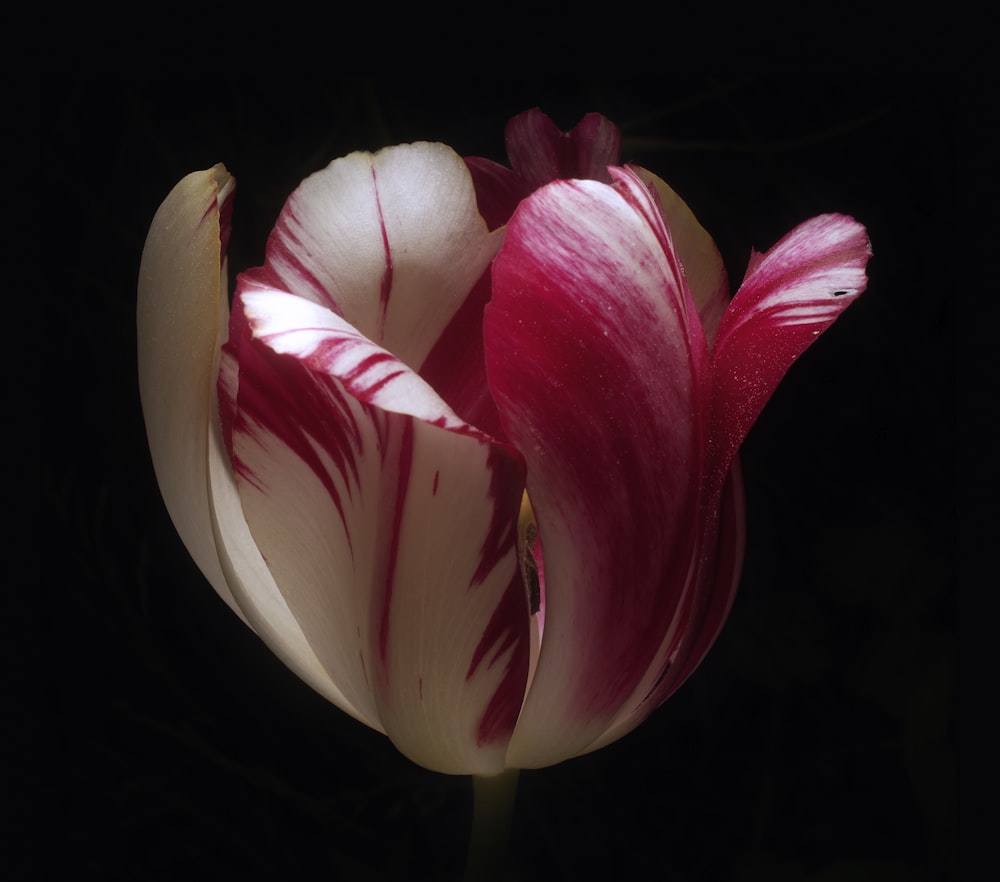 pink and white tulip in bloom