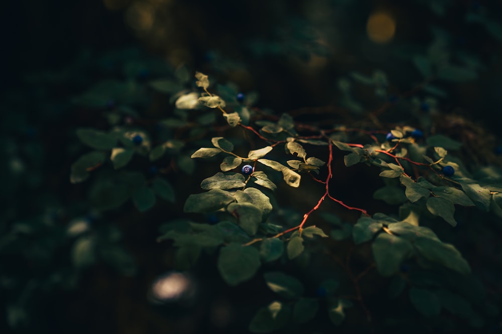 green leaves in tilt shift lens