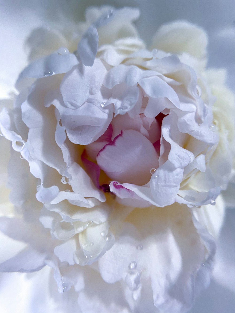 white and pink rose in bloom