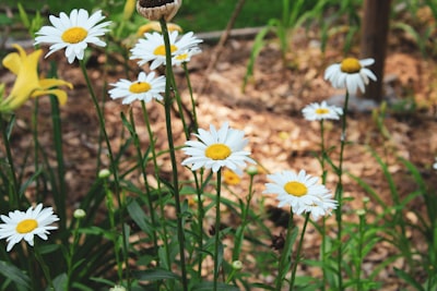 white daisy flowers during daytime arkansas zoom background