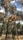 Dried plant seeds are in focus, with a blurred background of tall trees under a partly cloudy sky.