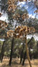 Dried plant seeds are in focus, with a blurred background of tall trees under a partly cloudy sky.