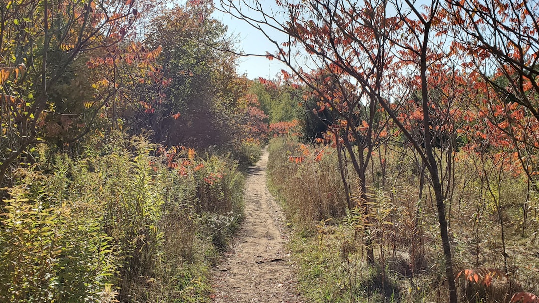 Temperate broadleaf and mixed forest photo spot Mount Nemo Milton