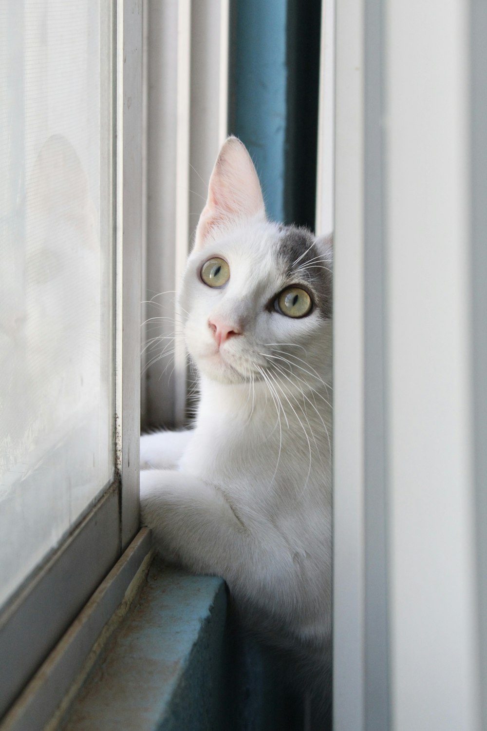 white and grey cat looking out the window