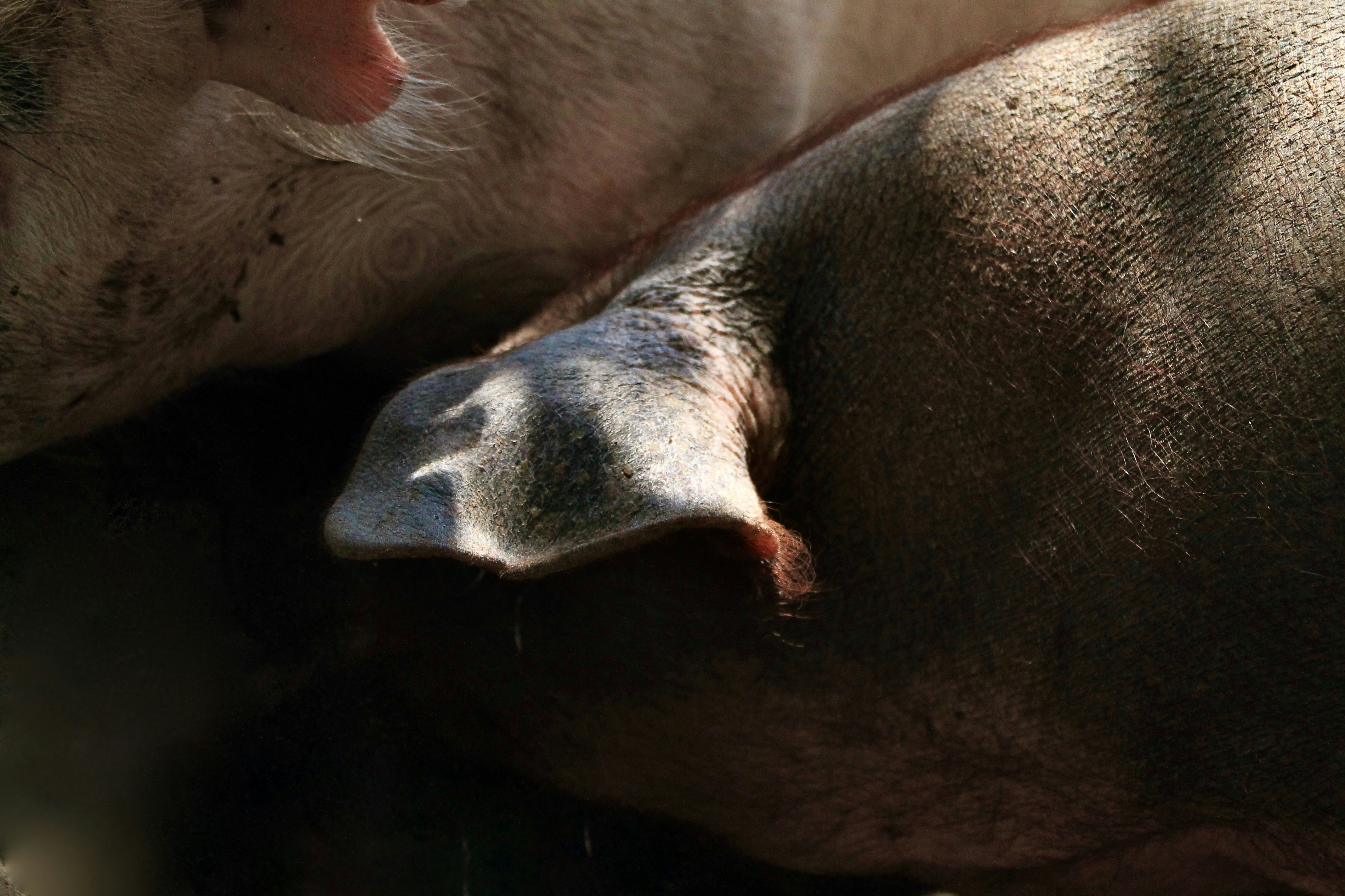 Hausgemachter Glühwein vom Straußenhof – Rezept für warme Winterabende