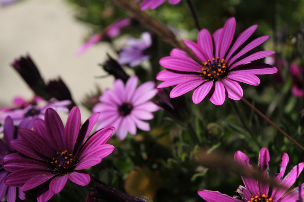 purple flower in tilt shift lens