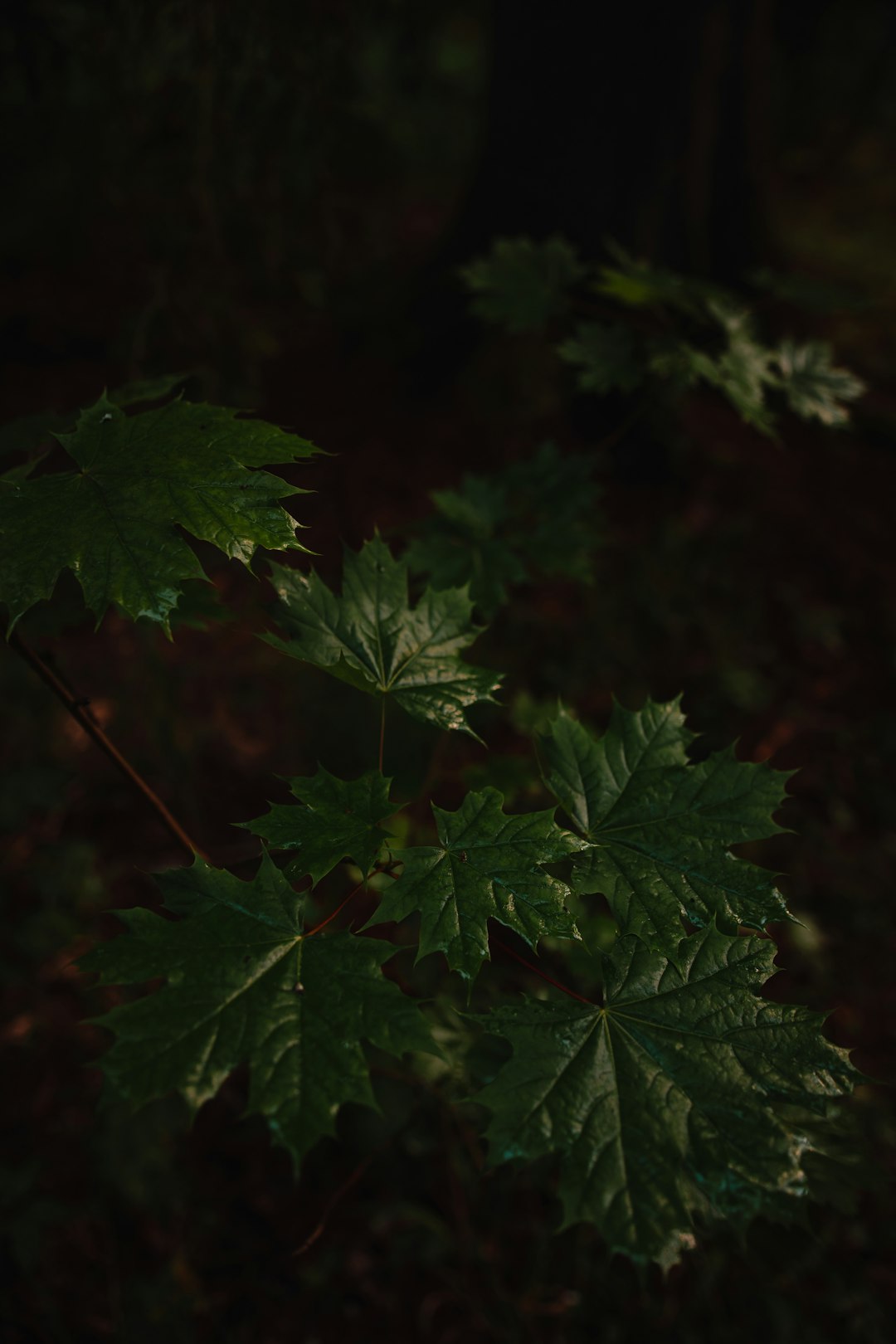 green leaves in close up photography