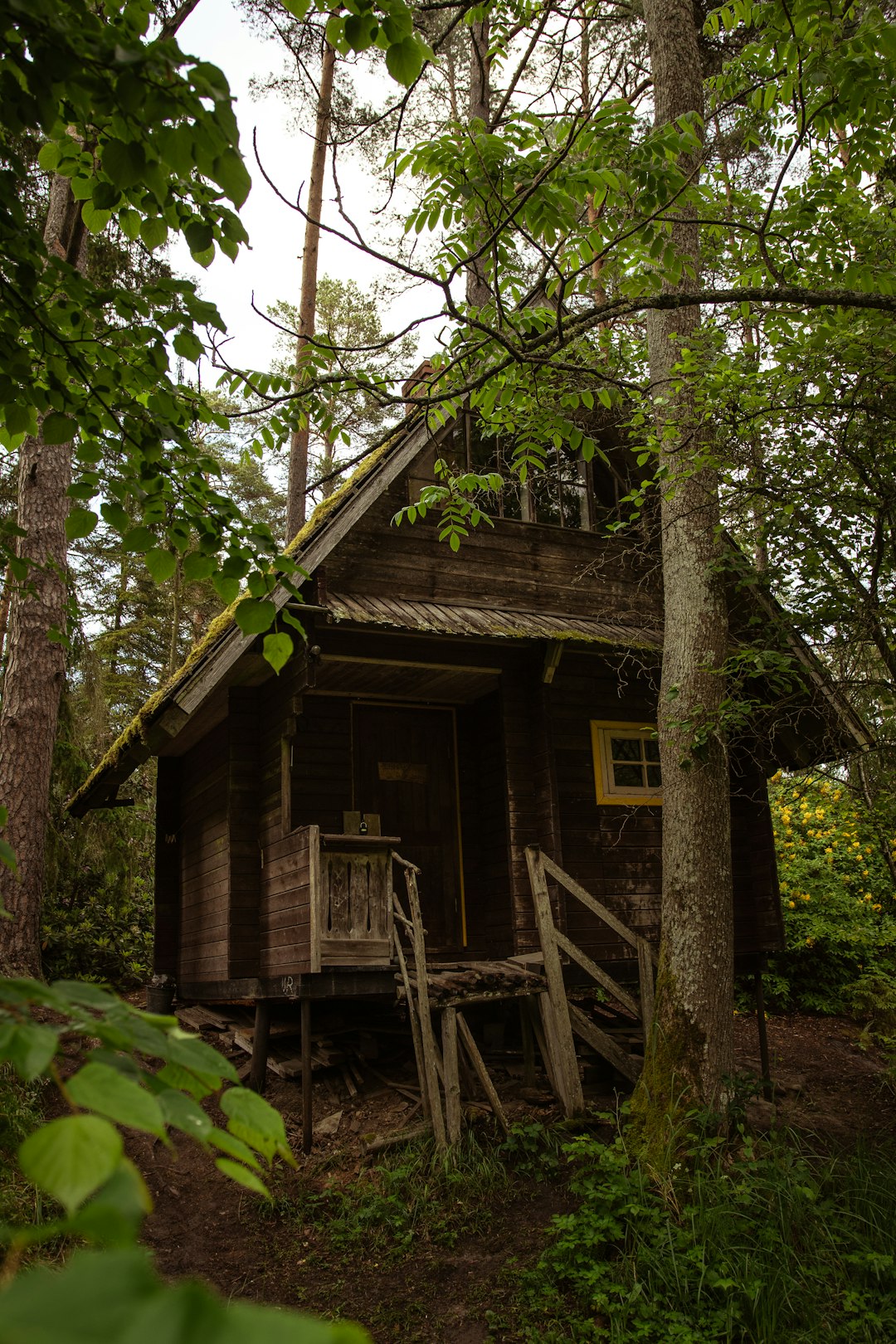 brown wooden house in the middle of forest during daytime