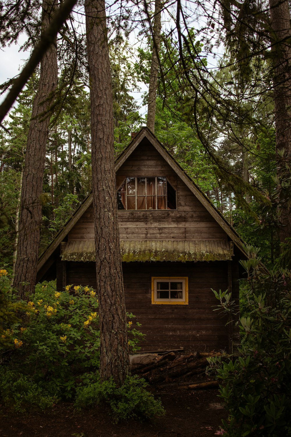 brown wooden house in the woods