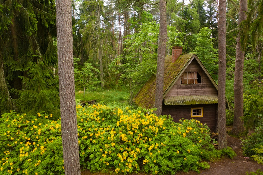 brown wooden house in the middle of forest