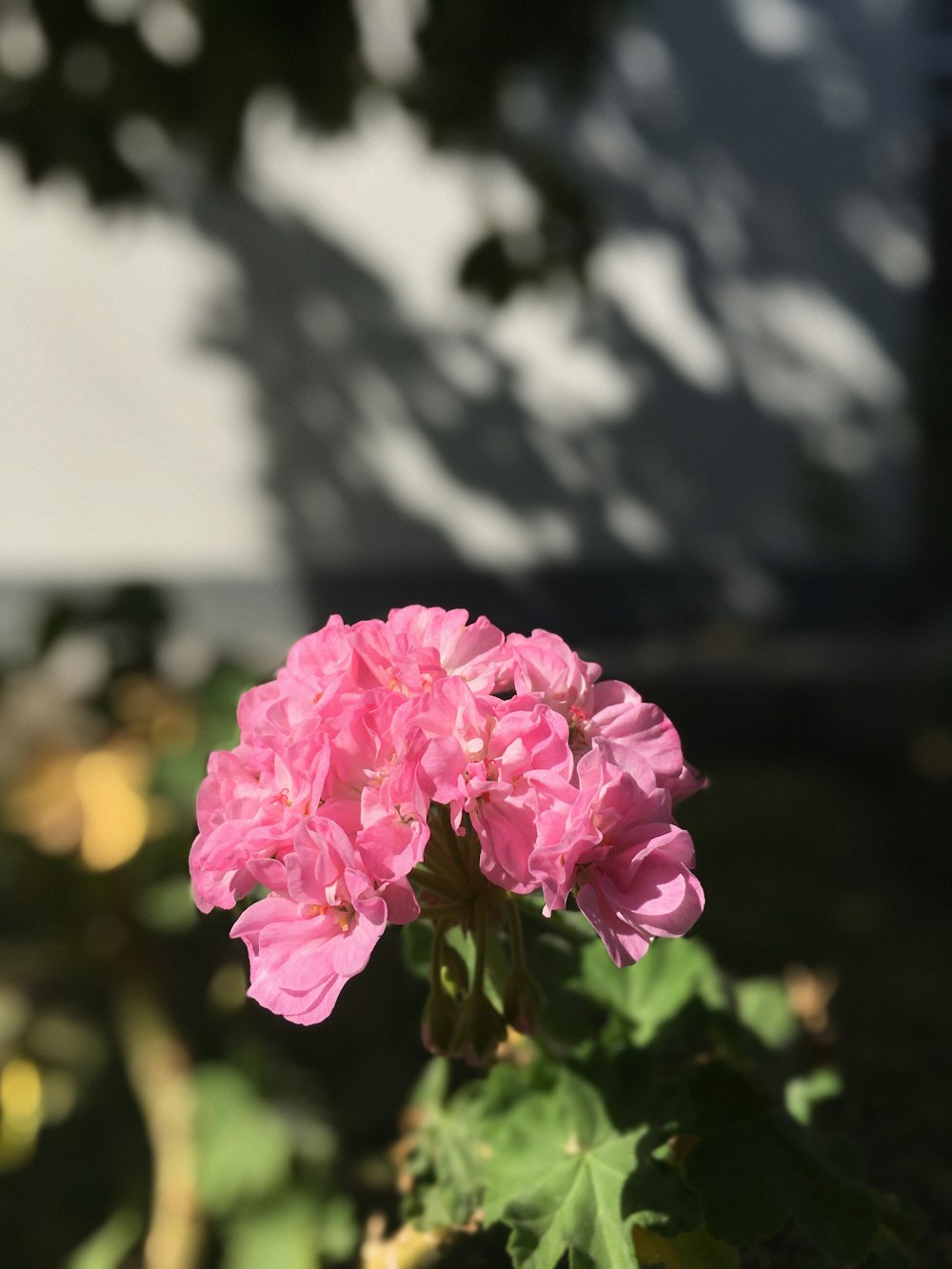 flor rosa en lente de cambio de inclinación