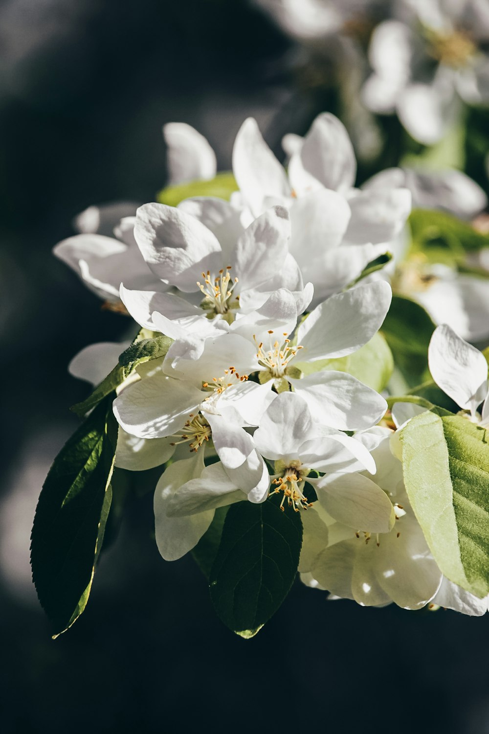 white flowers with green leaves