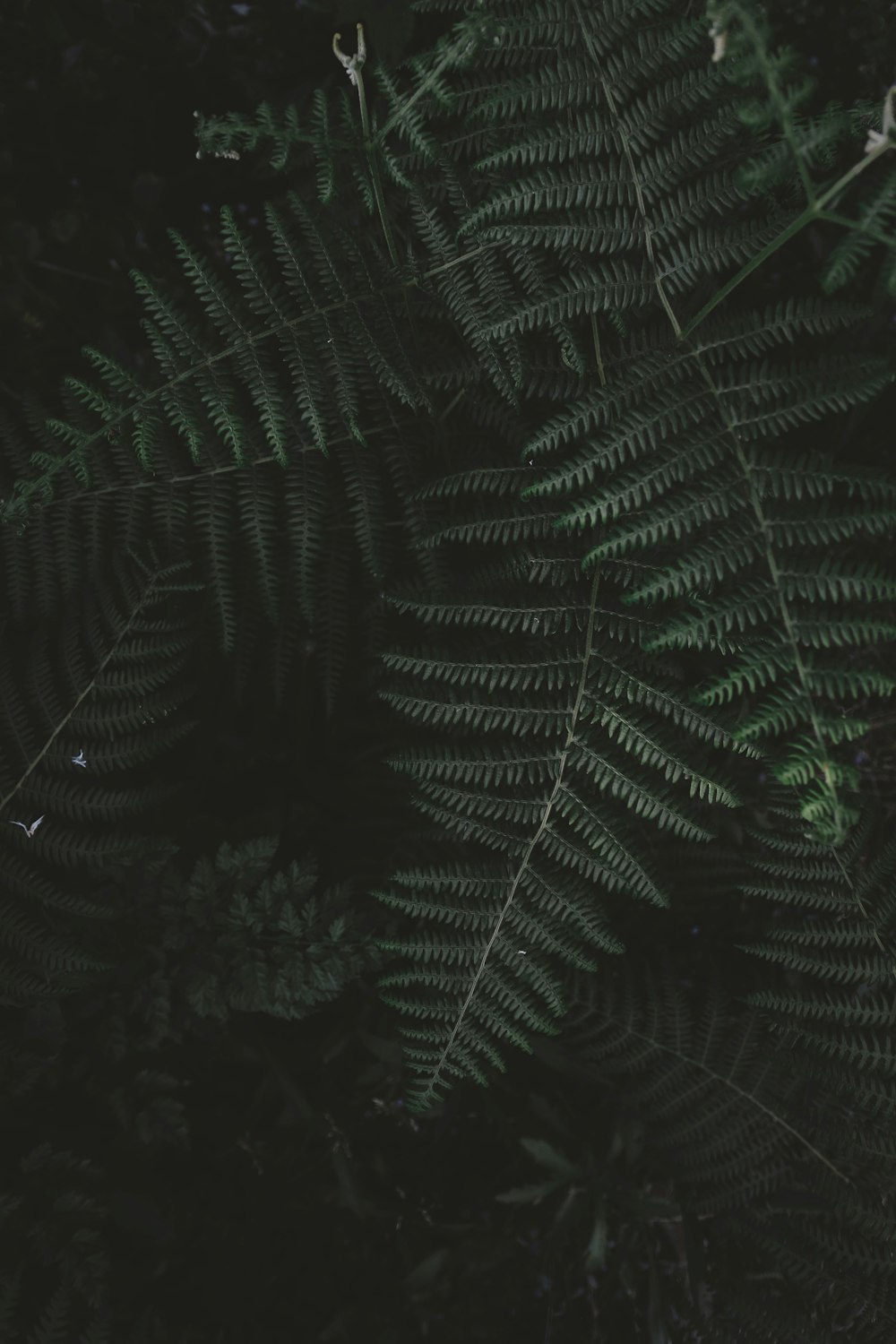 green fern plant in close up photography