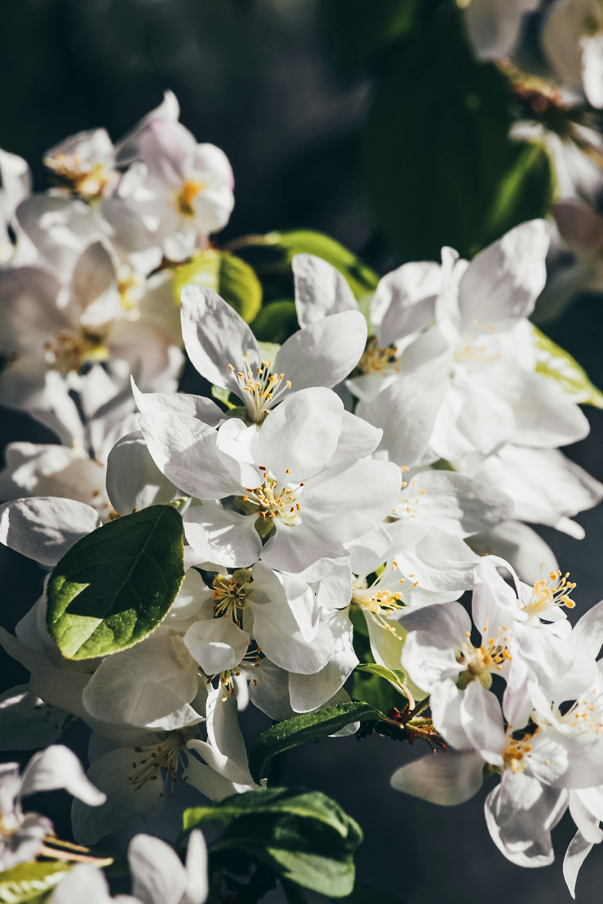 Photo by californong