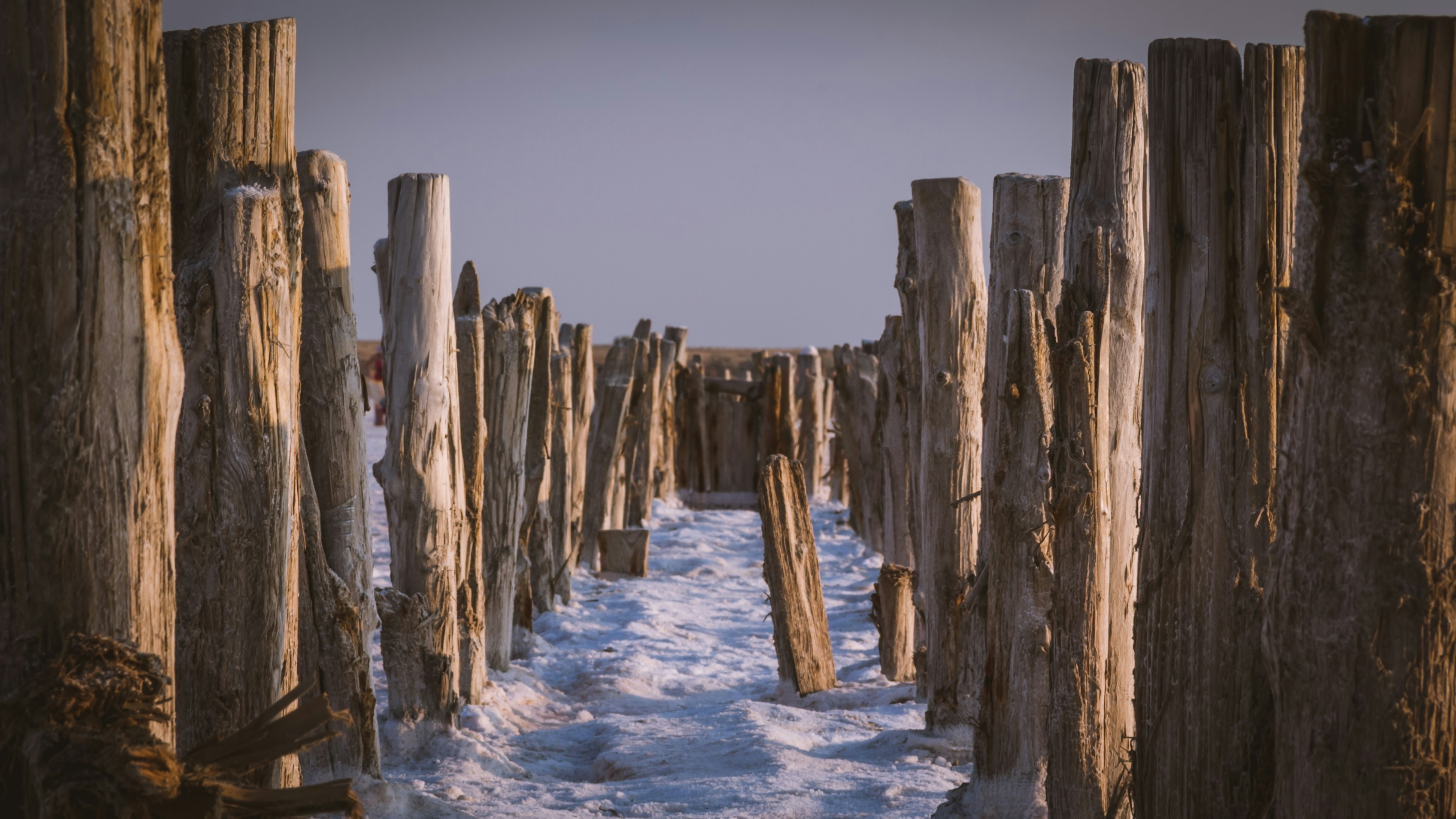 brown wood log on snow covered ground