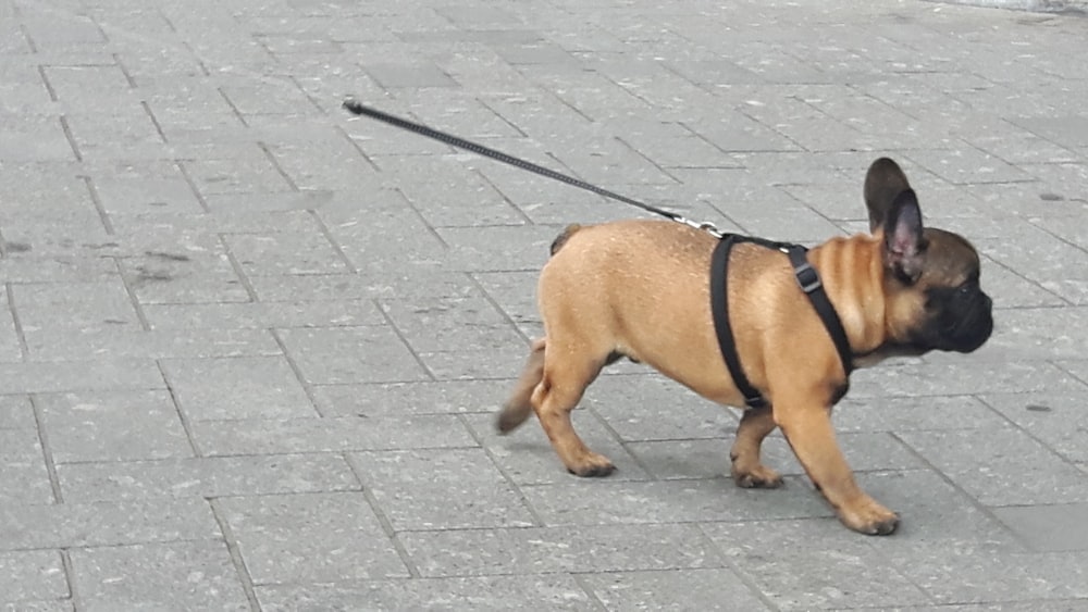 brown short coated dog with black leash