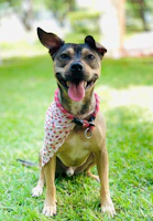 A happy dog wearing a colorful bandana sitting next to a child in a grassy field