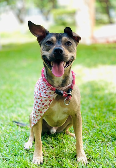 A playful dog wearing a bright cherry red bandana, caught mid-leap in a sunlit park.