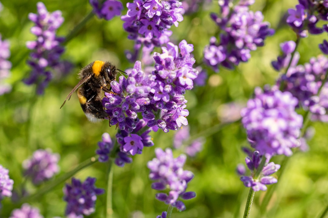 black and yellow bee on purple flower