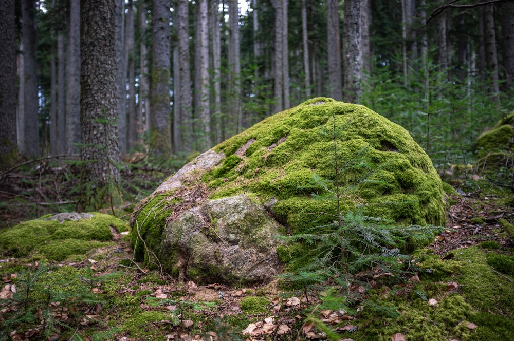 musgo verde sobre roca marrón