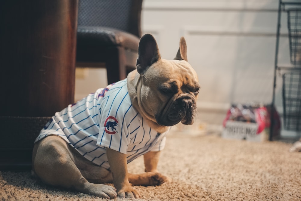 brown pug wearing white and blue stripe shirt