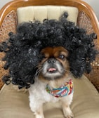 A playful pup in a gangsta hat, surrounded by comic-style speech bubbles.