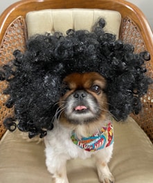 A small dog with a fluffy, black curly wig sits on a cushioned chair. The dog is wearing a colorful bandana with comic-like patterns. Its tongue is slightly out, adding a humorous touch to its expression.