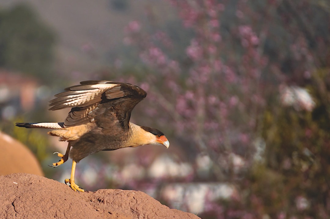 photo of Campos do Jordão Wildlife near Basilica of the National Shrine of Our Lady of Aparecida