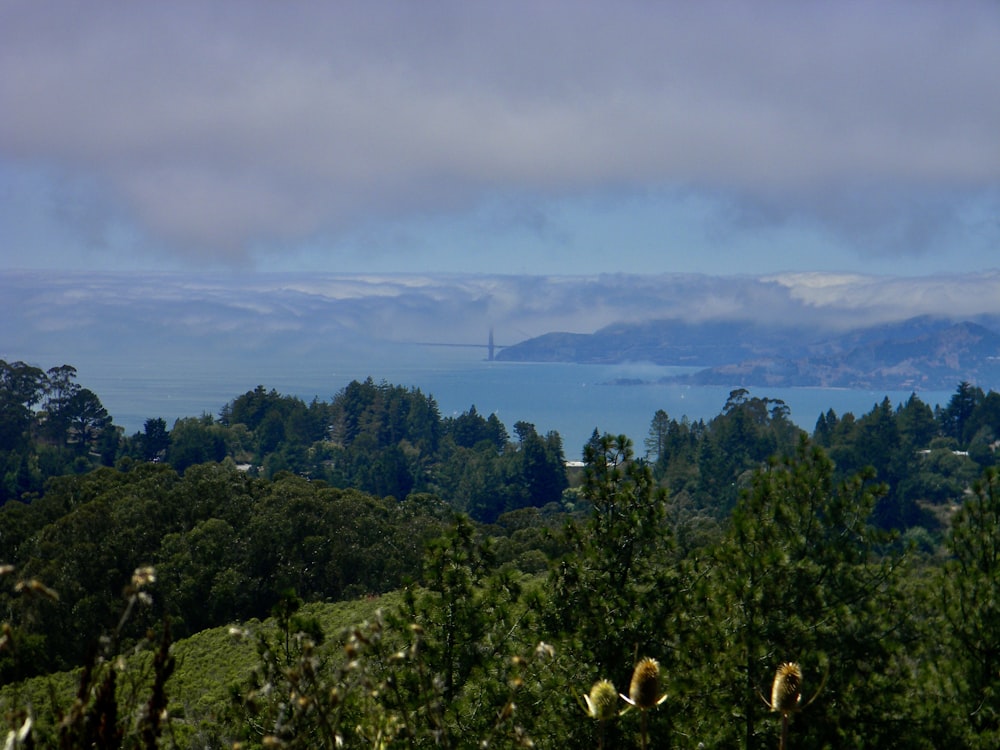 green trees under white clouds during daytime