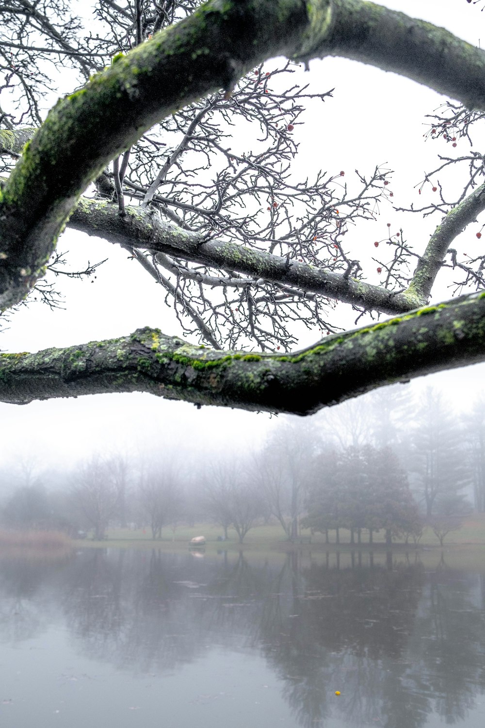 green tree near body of water during daytime