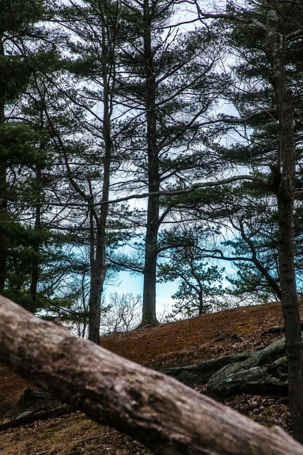 green trees near body of water during daytime