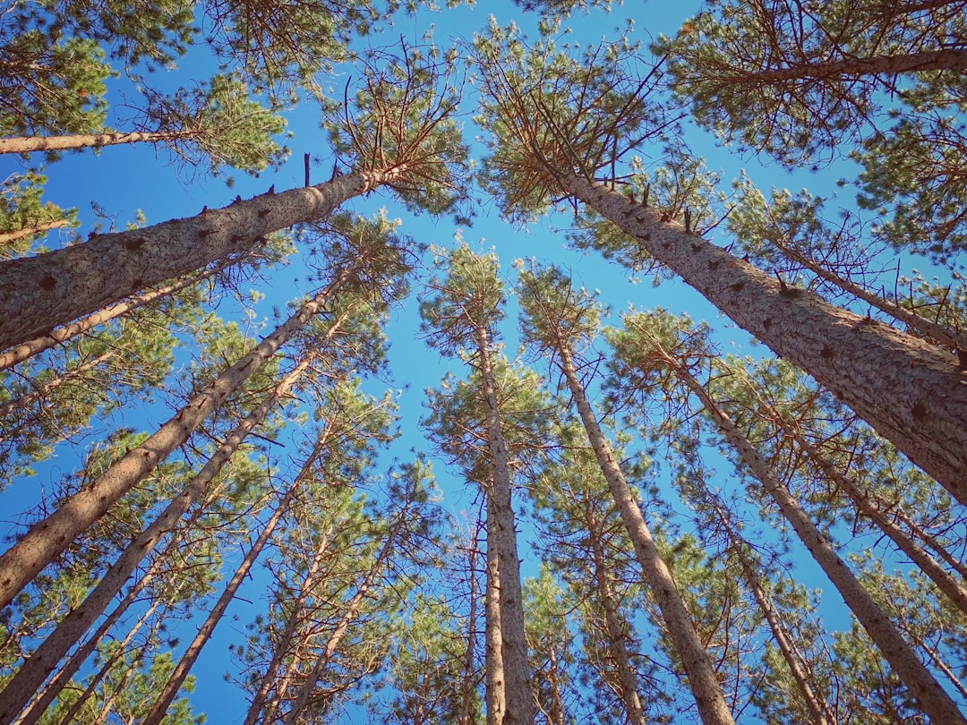 Forest photo spot Springwater Tiny