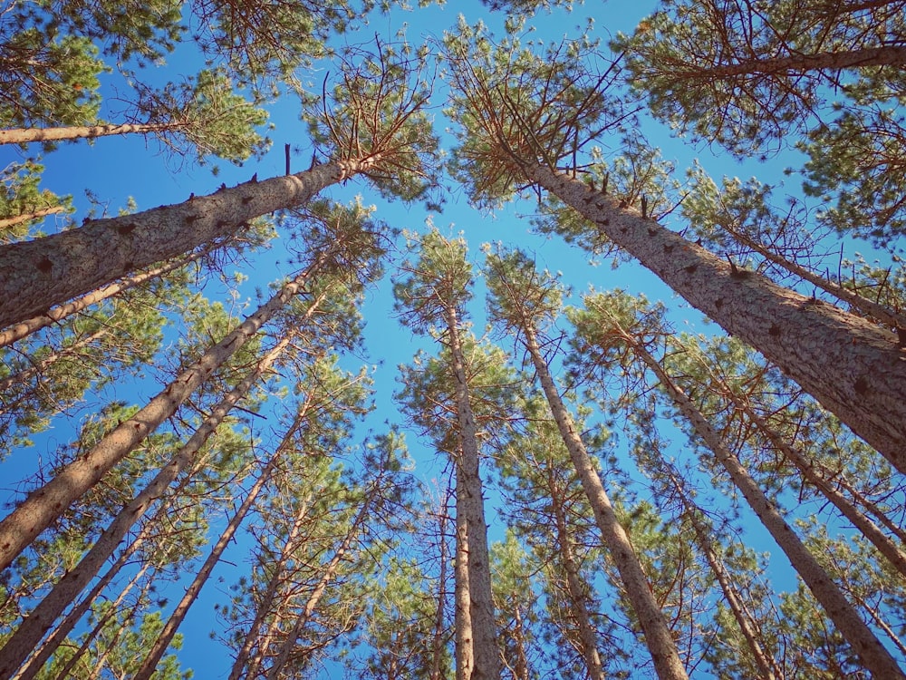 low angle photography of green and brown trees under blue sky during daytime