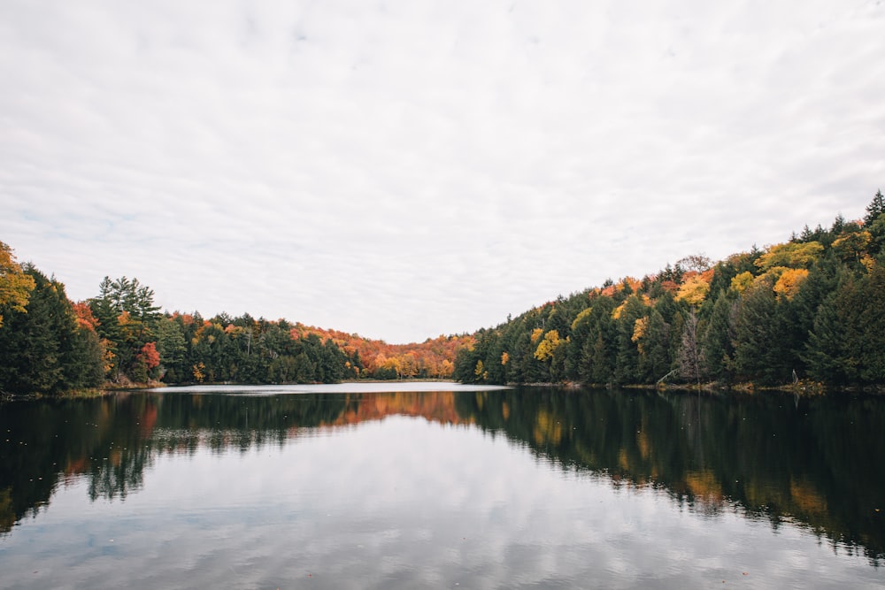 green trees near lake under white sky during daytime