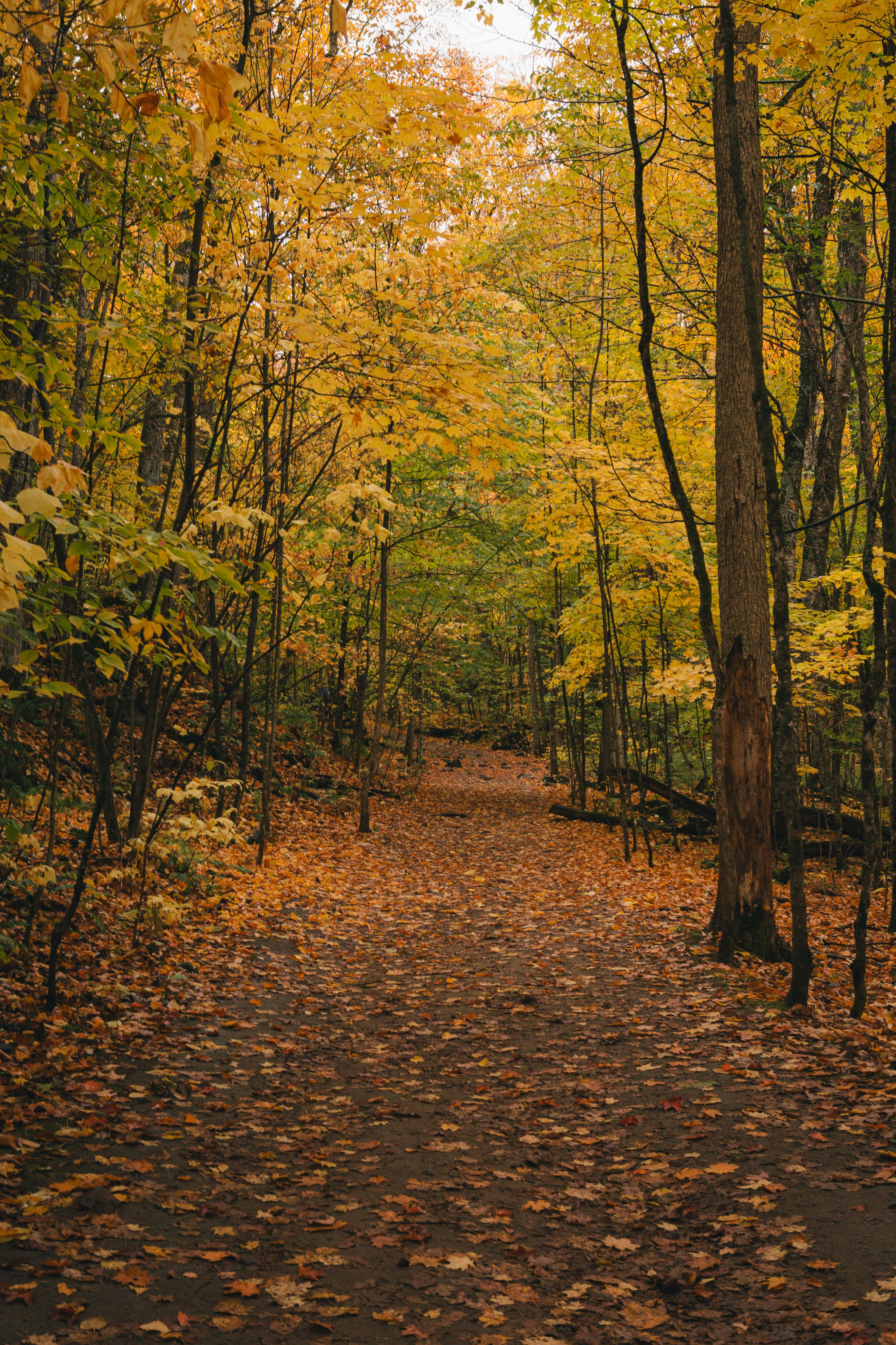 Fall, autumn, trees, forest, Canada, Quebec, path, way , orange, yellow