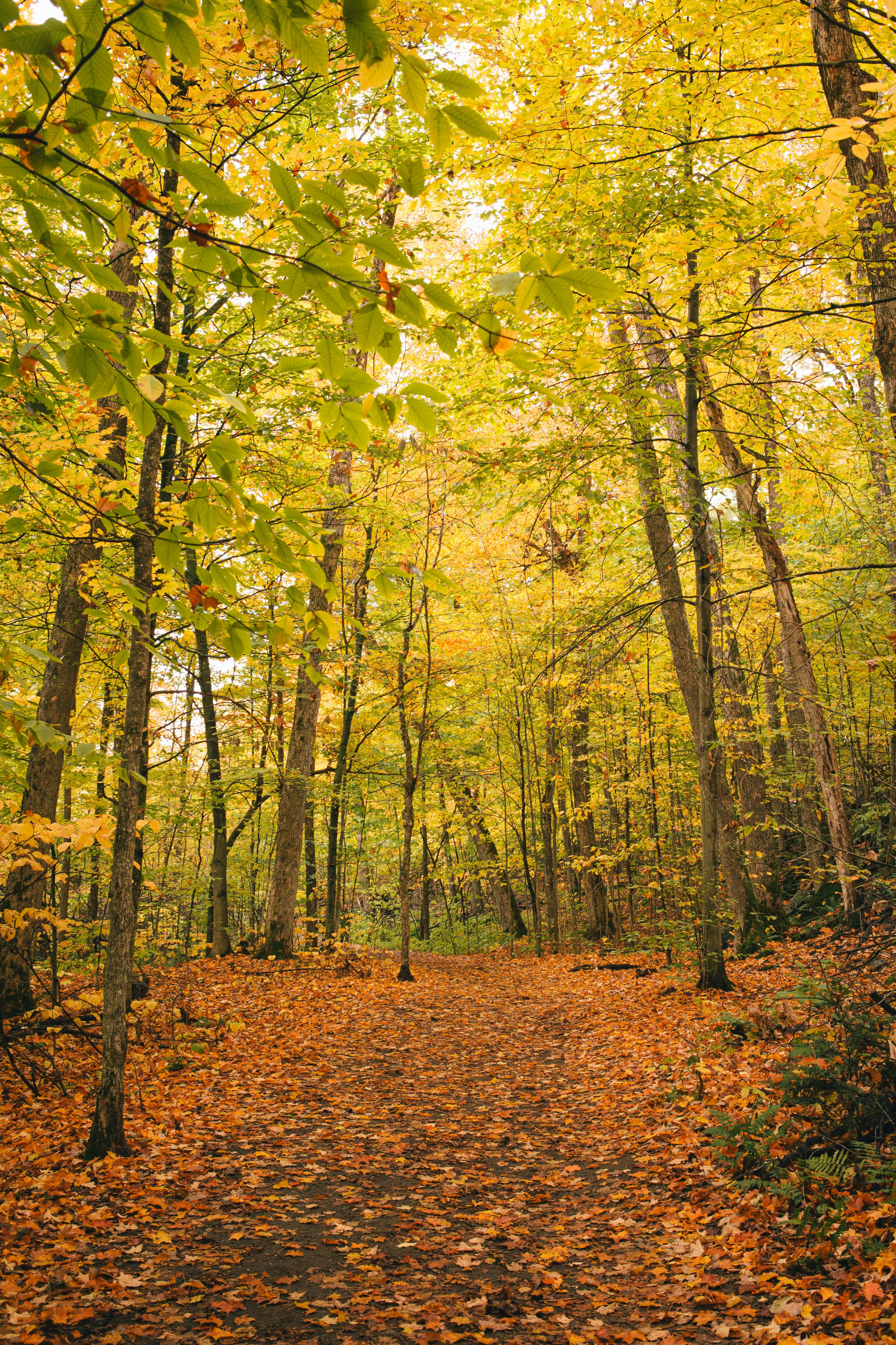 Fall, autumn, trees, forest, Canada, Quebec, path, way, orange